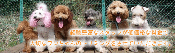 AIoha‪ ·͜·ページ トリミング 春バージョン 相模原市南区の犬トリミング店｜トリミングアロハ